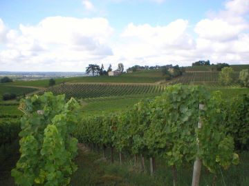 Day 2: St Emilion Vineyards Circuit